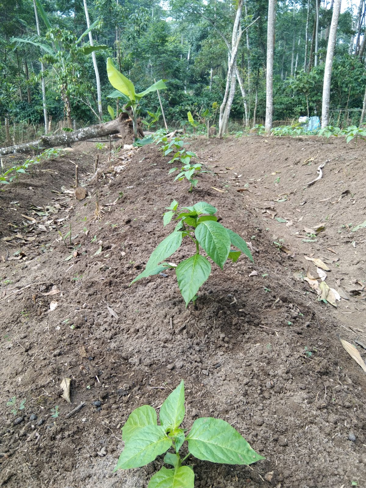 Penanaman Cabai