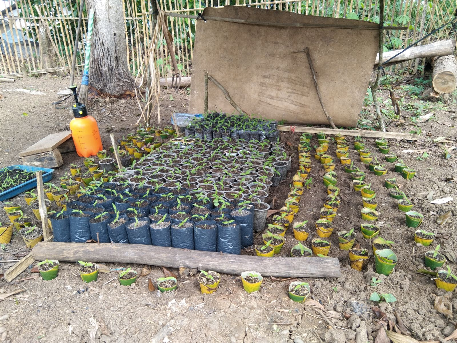 Pembibitan Cabai