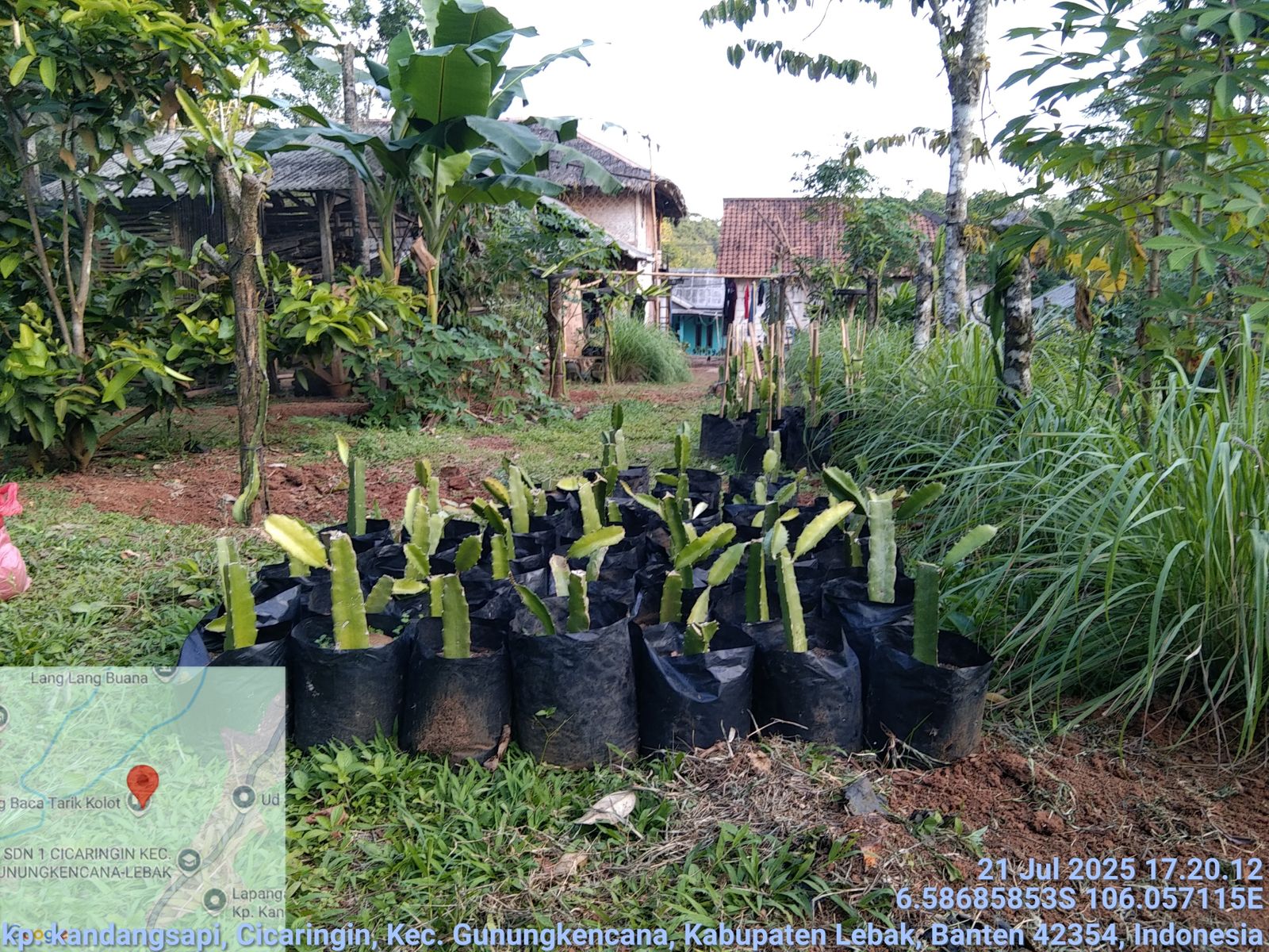 Kebun Buah Naga