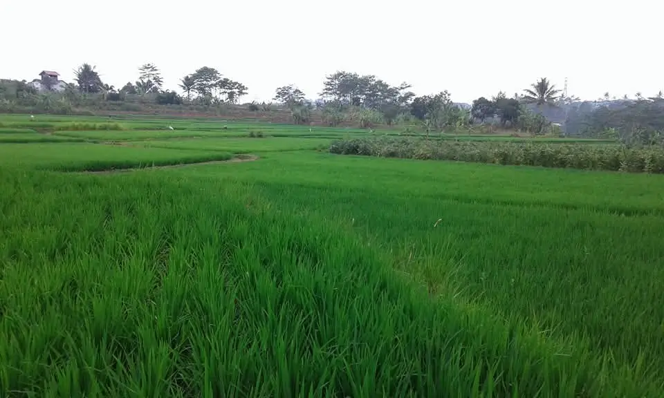 Sawah Desa Cicaringin